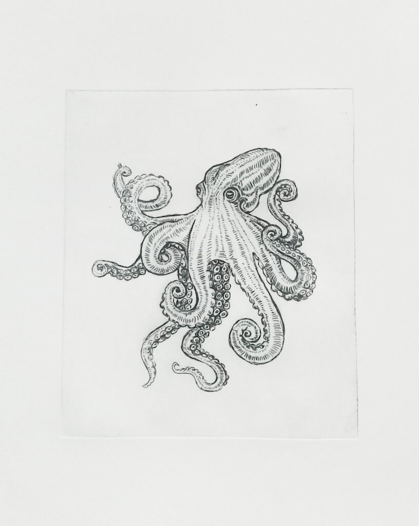 Octopus